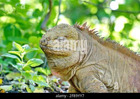 Nahaufnahme eines Galapagos-Landiguanas in der Urbina Bay, Isabela Island, Galapagos, Ecuador Stockfoto