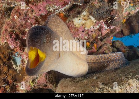 Muränen Mooray lycodontis undulatus im Roten Meer, Eilat Israel Stockfoto