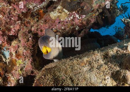 Muränen Mooray lycodontis undulatus im Roten Meer, Eilat Israel Stockfoto