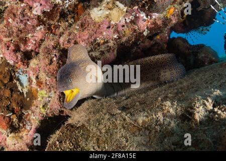 Muränen Mooray lycodontis undulatus im Roten Meer, Eilat Israel Stockfoto