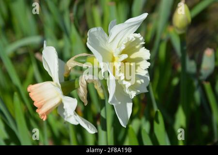 Daffodil Duet, Daffodil Duo, Daffodils, Narcissus in England, Großbritannien, hochauflösendes Stockfoto, DSLR Stockfoto