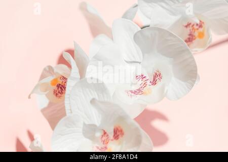 Orchideenblumen oder Moth dendrobium, falah Nahaufnahme auf pastellrosa Hintergrund Stockfoto