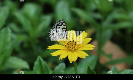 Nahaufnahme eines gewöhnlichen Pierrot-Schmetterlings auf einem gelben Kitzelblühende Blüten Stockfoto