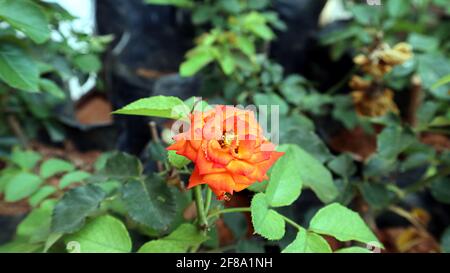 Schöne Aussicht auf eine orange Farbe Rose in der Pflanze Kindergarten Stockfoto