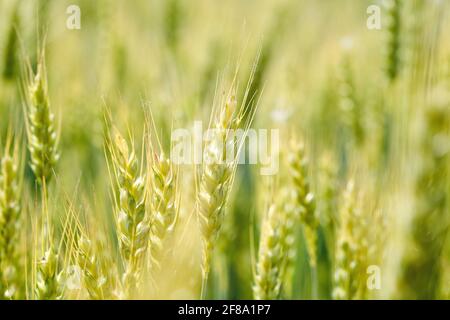 Makro Grünweizenfeld. Frische junge, unreife, saftige Weizenspikeletts aus nächster Nähe. Hafer, Roggen, Gerste, Ernte Sommer Nahaufnahme. Maiskolben. Stockfoto