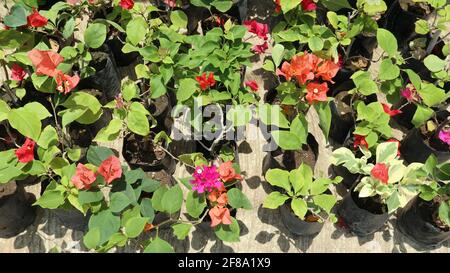 Draufsicht auf mehrere kleine Bougainvillea Pflanzen auf der platziert Masse Stockfoto