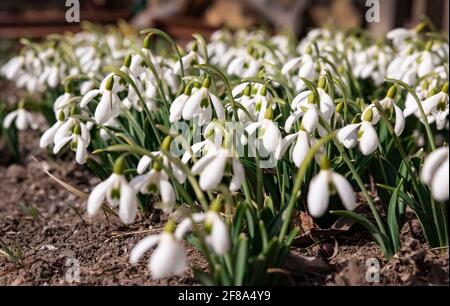 Es gibt viele zarte weiße Schneeglöckchen auf der Wiese. Der erste Frühling blüht in der warmen Sonne. Wiederbelebung und Blüte der Natur im Frühling Stockfoto