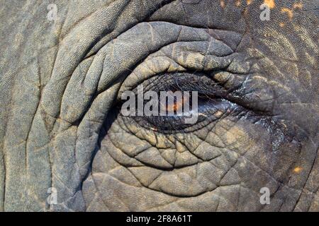 Chitwan Nationalpark, Nepal. Auge des Elefanten Stockfoto