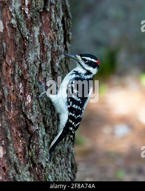 Haarspecht (Leuconotopicus villosus) Auf der Seite eines Baumes hat es gehämmerschlät Stockfoto