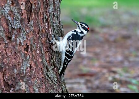 Haarspecht (Leuconotopicus villosus) Auf der Seite eines Baumes hat es gehämmerschlät - großer brauner Baumstamm Stockfoto