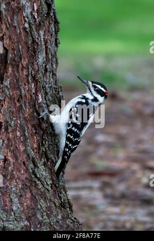 Haarspecht (Leuconotopicus villosus) - männlicher Haarspecht, der auf der Seite eines thront Baum Stockfoto