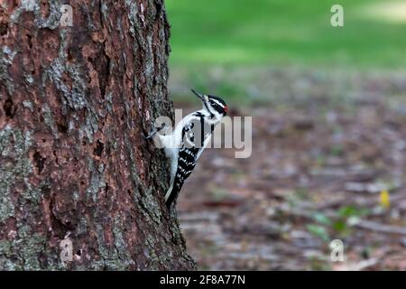 Haarspecht (Leuconotopicus villosus) - männlicher Haarspecht, der auf der Seite eines thront Baum Stockfoto