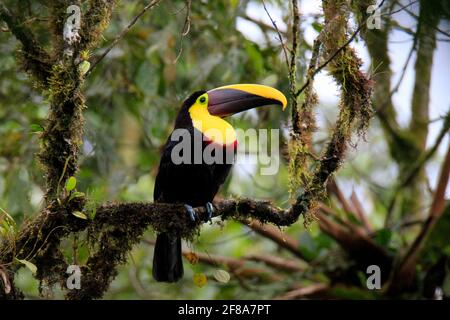 Gelbrust- oder kastanienbedornter Tukan an einem Zweig im Regenwald von Mindo, Ecuador Stockfoto