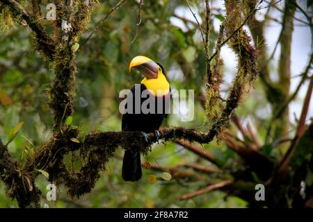 Gelbrust- oder kastanienbedornter Tukan an einem Zweig im Regenwald von Mindo, Ecuador Stockfoto