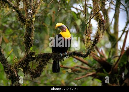 Gelbrust- oder kastanienbedornter Tukan an einem Zweig im Regenwald von Mindo, Ecuador Stockfoto