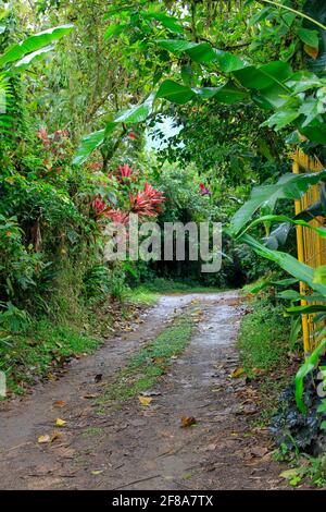 Gelbes Tor und Pfad durch dichtes grünes Laub mit bunten Blumen in Mindo, Ecuador Stockfoto