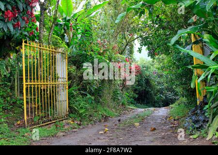 Gelbes Tor und Pfad durch dichtes grünes Laub mit bunten Blumen in Mindo, Ecuador Stockfoto