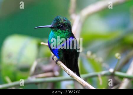 Violettbauchiger Kolibri, der auf einem Zweig in Mindo, Ecuador, Südamerika, thront Stockfoto
