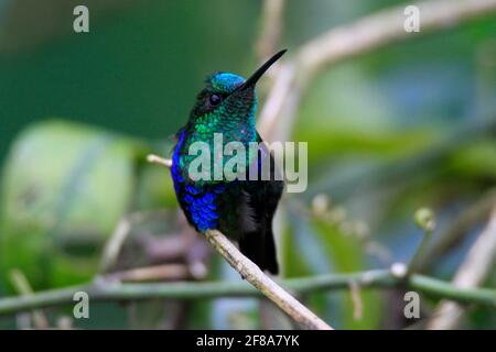 Violettbauchiger Kolibri, der auf einem Zweig in Mindo, Ecuador, Südamerika, thront Stockfoto