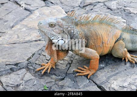 Nahaufnahme des orangen Leguans auf Steinpflaster in Guayaquil, Ecuador Stockfoto