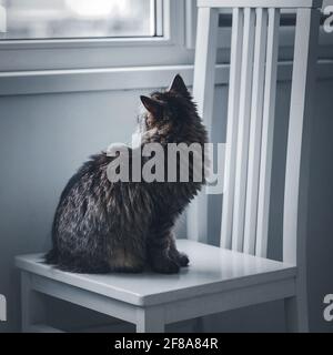 Eine graue, flauschige Tabby-Katze sitzt auf einem Holzstuhl und blickt aus dem Fenster. Selektiver Fokus Stockfoto