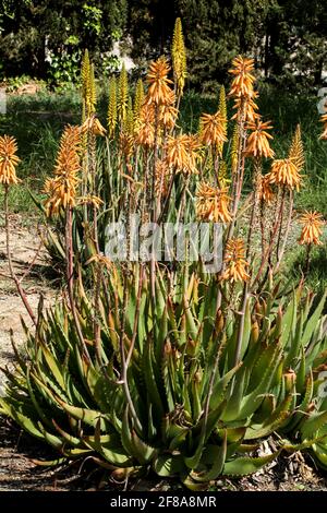 Schöne und reife Aloe Vera Pflanze im Garten unter Die Sonne Stockfoto