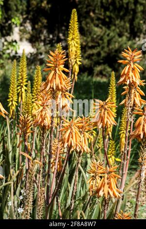 Schöne und reife Aloe Vera Pflanze im Garten unter Die Sonne Stockfoto