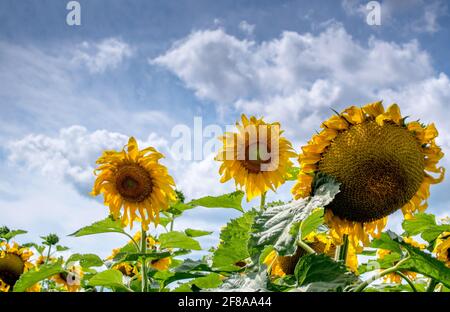 Große, kräftige Sonnenblumen wachsen an einem blauen und bewölkten Himmel In einem Feld in Michigan USA Stockfoto