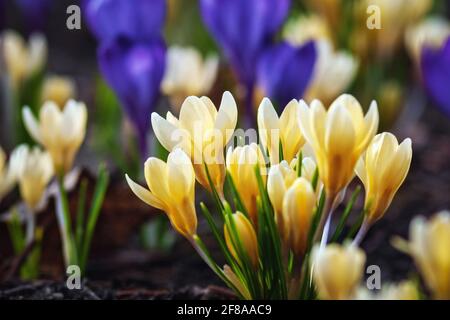 Golden Crocus, Crocus chrysanthus - gelbe und blaue Krokusblüten, die im frühen Frühjahr blühen Stockfoto