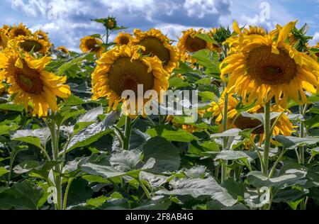 Großes Feld von Michigan Sonnenblumen, wachsen gegen einen blau bewölkten Himmel Stockfoto