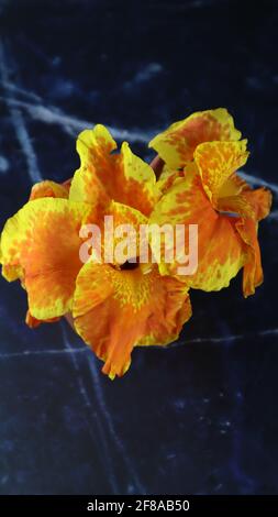 Schöner Strauß oder Gruppe von verschiedenen hellen Blumen isoliert auf dunklem Hintergrund, Canna, Nelke, Chrysantheme, Daffodil, Dahlie, Rose, Lilie Stockfoto