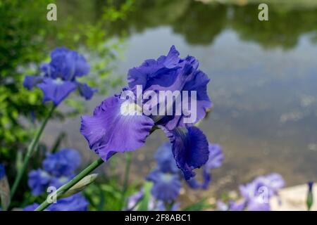 Schöne lila Iris wachsen wild entlang einer ziemlich natürlichen Teich Stockfoto