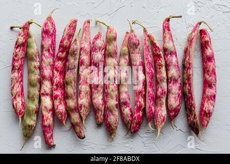 Reihe von bunten Cranberry Borlotti Shell Bohnen auf weißem Hintergrund Stockfoto