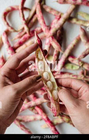 Die Hände der Frau, die sich in der Hand hielt, schälten Cranberry Borlotti Shell Bean, um sie zu sehen Einzelne Bohnen Im Inneren Stockfoto