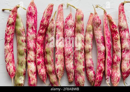 Nahaufnahme der farbenfrohen Cranberry Borlotti Shell Bohnen auf weißem Hintergrund Stockfoto