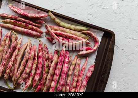 Bunte Cranberry Borlotti Schalen Bohnen Trocknen auf Cookie Blatt auf Weißer Hintergrund Stockfoto