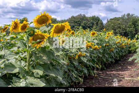 Reihen von hohen Sonnenblumen wachsen auf stabilen dicken Stielen hinein Dieses große Feld auffälliger Blüten Stockfoto