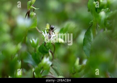 Eine Nahaufnahme einer Waldanse auf einer Blume Stockfoto