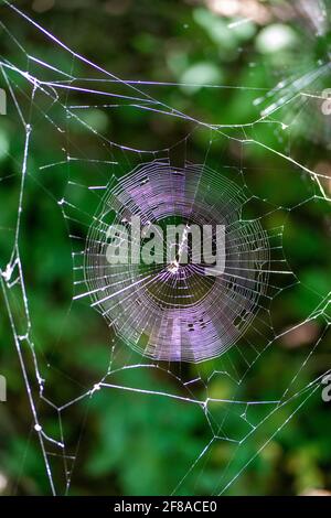 Im frühen Morgenlicht glitzert ein verschlungenes Spinnennetz, versteckt in diesem grünen Wald Stockfoto