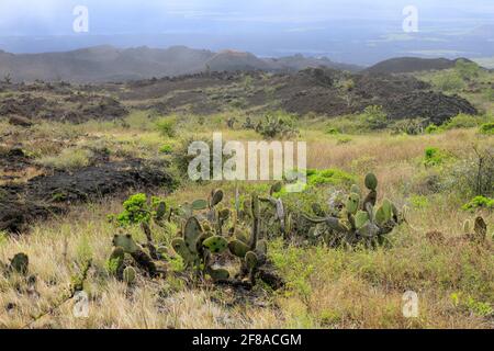 Kaktus auf den Lava Feldern der Isla Isabela, Galapagos Inseln Stockfoto