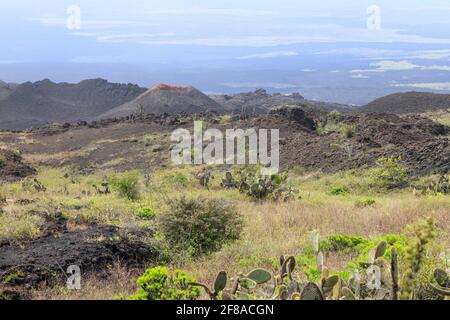 Kaktus auf den Lava Feldern der Isla Isabela, Galapagos Inseln Stockfoto