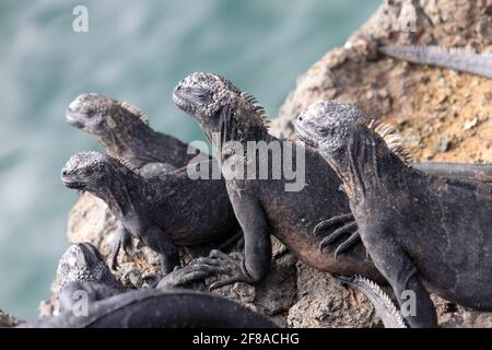 Haufen von sonnenbeschienenen, lächelnden Iguanas auf den Felsen über dem Wasser auf Las Tintoreras, Galapagos, Ecuador Stockfoto