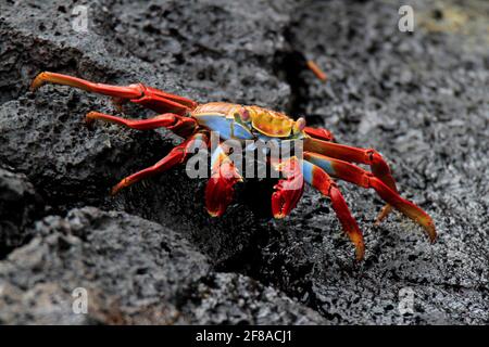 Sally Lightfoot Crab oder Red Rock Crab on Rocks of Galapagos Island Stockfoto