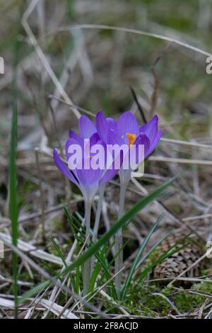 Wilder Krokus Crocus nudiflorus im Wald Stockfoto