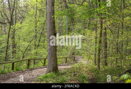 Wunderschöne Frühjahrswanderung auf Wanderwegen, die man im Turkey Run findet State Park in Mitchel Indiana USA Stockfoto