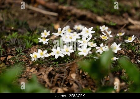 Viele weiße Anemone aus Holz blühen. Lateinischer Name: Anemone nemorosa Stockfoto