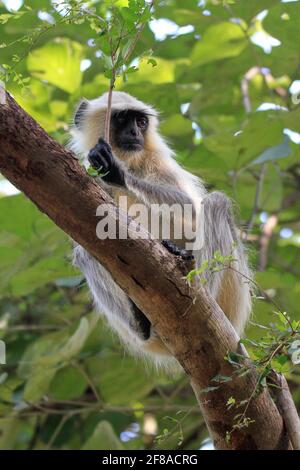 Grauer Langur-Affe im Baum im Ranthambore National Park, Indien Stockfoto