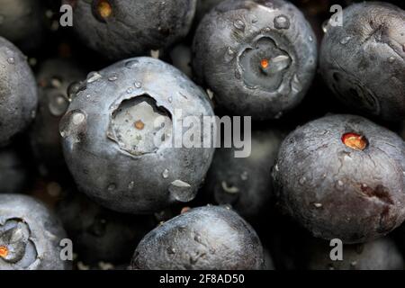 Nahaufnahme oder Makrofoto von Heidelbeeren mit Wassertropfen Stockfoto