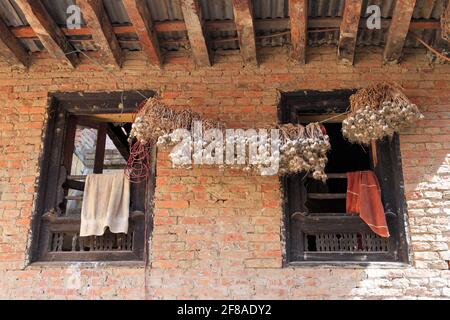 Backsteinfenster mit großem Knoblauchstreifen, der draußen in Bhaktapur, Nepal, hängt Stockfoto