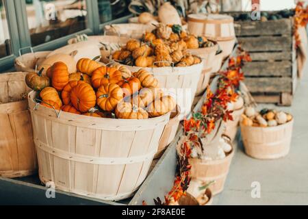 Bunte Kürbisse in Körben von Laden auf dem Bauernhof. Herbsternte. Vorbereitungen für Thanksgiving und Halloween. Bewahren Sie Dekorationen im Freien auf. Multitic Stockfoto